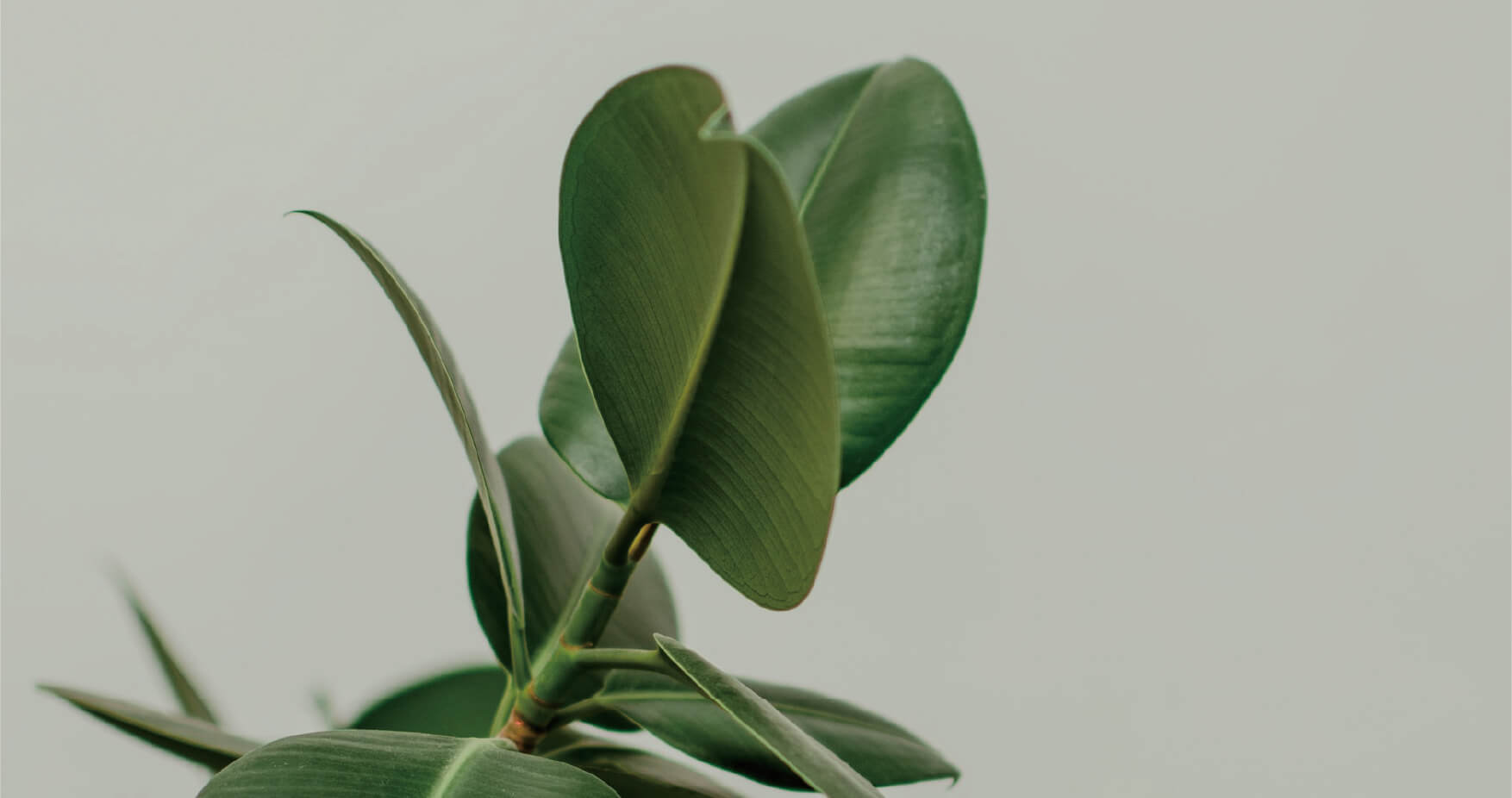 株式会社サードライン（THIRD LINE,Inc.）